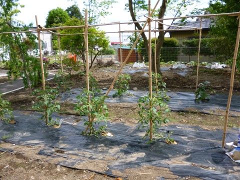 フォレストいこいの農場。家庭菜園のような畑