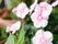 施設の玄関前には植物が植えられた鉢が複数置かれている。青々と葉が茂り、淡いピンクの小花を複数咲かせている。