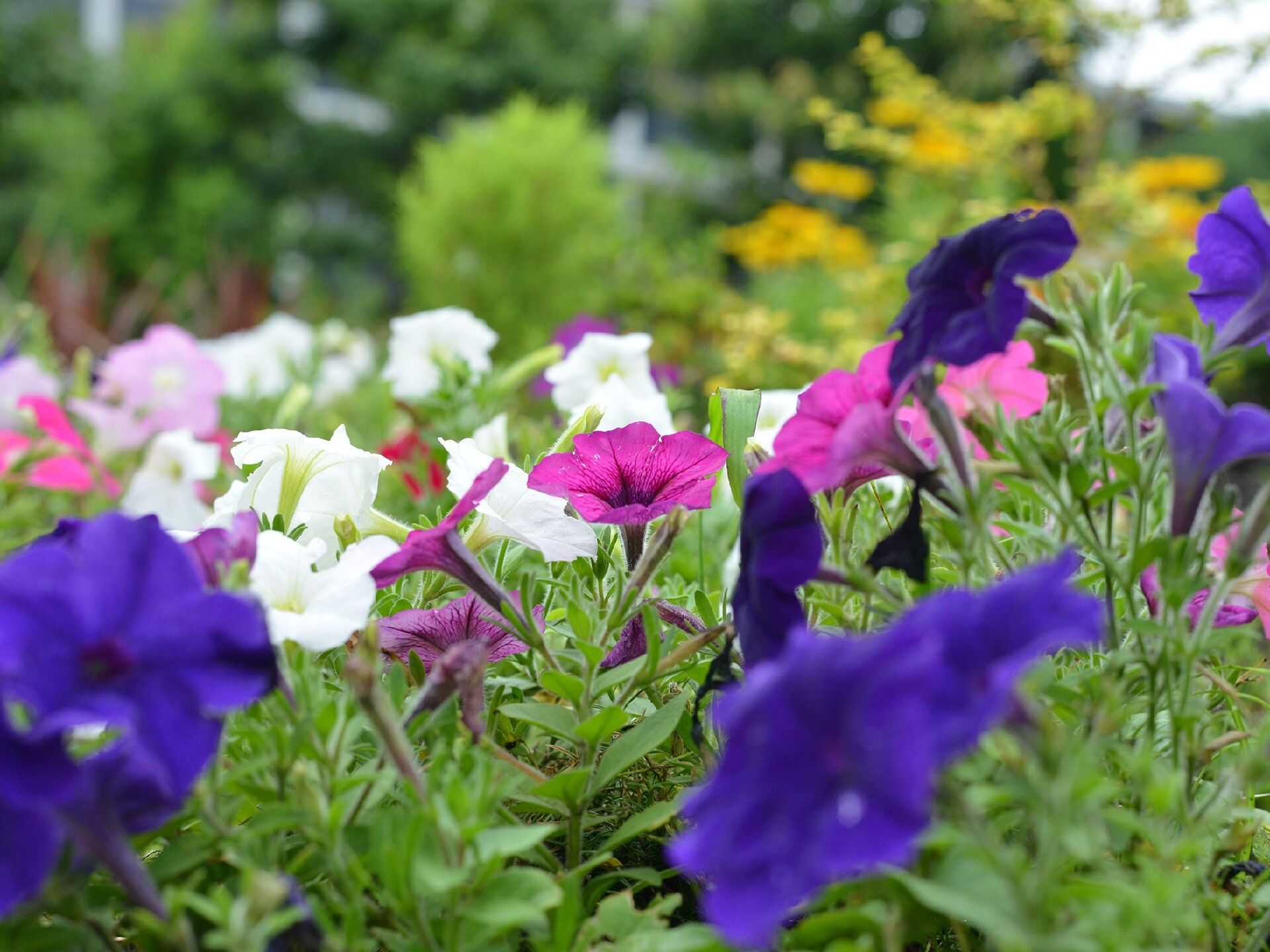 青や白、ピンクなど色とりどりの花が植えられたスペース。周囲には木も植えられている。