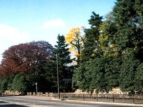 京都御所の草木の紅葉