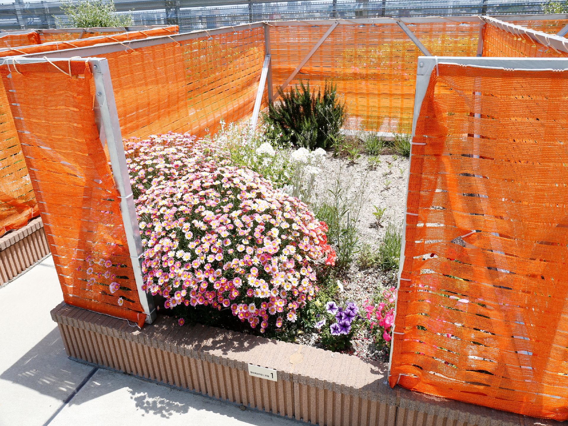 オレンジ色のパーテーションで囲まれ、花壇が手入れされている。ピンクや紫の花が陽光を浴びて育っている。