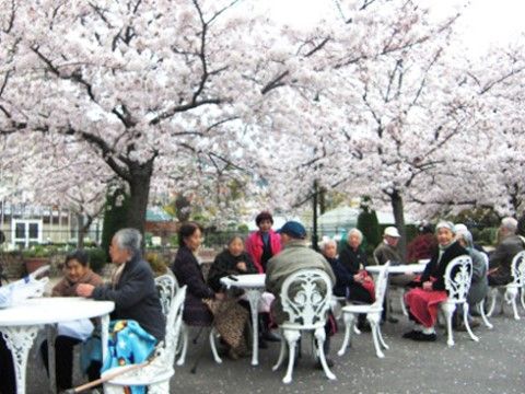 満開の桜の木々の下で、ガーデニングテーブルを囲み語らう入居者たち