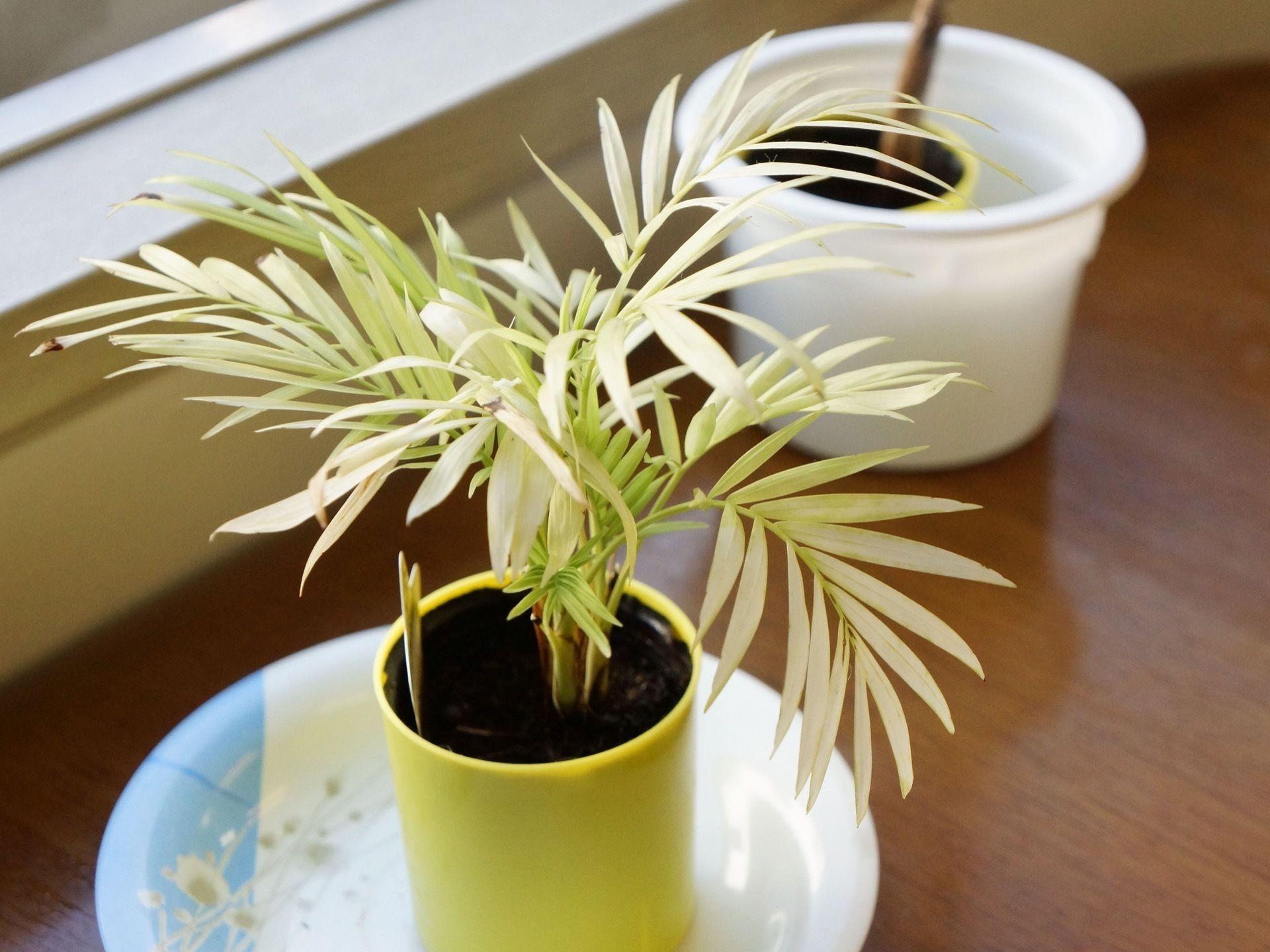 きれいな皿の上に置かれた黄色い鉢に入っている小さな観葉植物