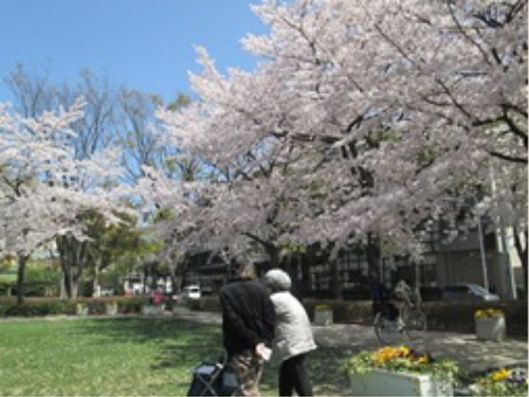 お花見風景