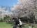 「グループホームあやめ」お花見風景。満開に咲き誇る桜の木の下で、お花見を楽しみました。