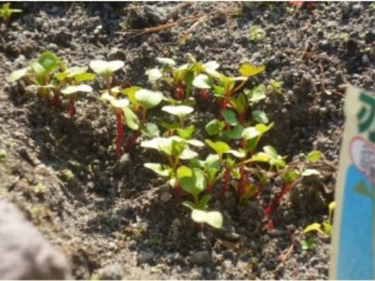 アクティビティ