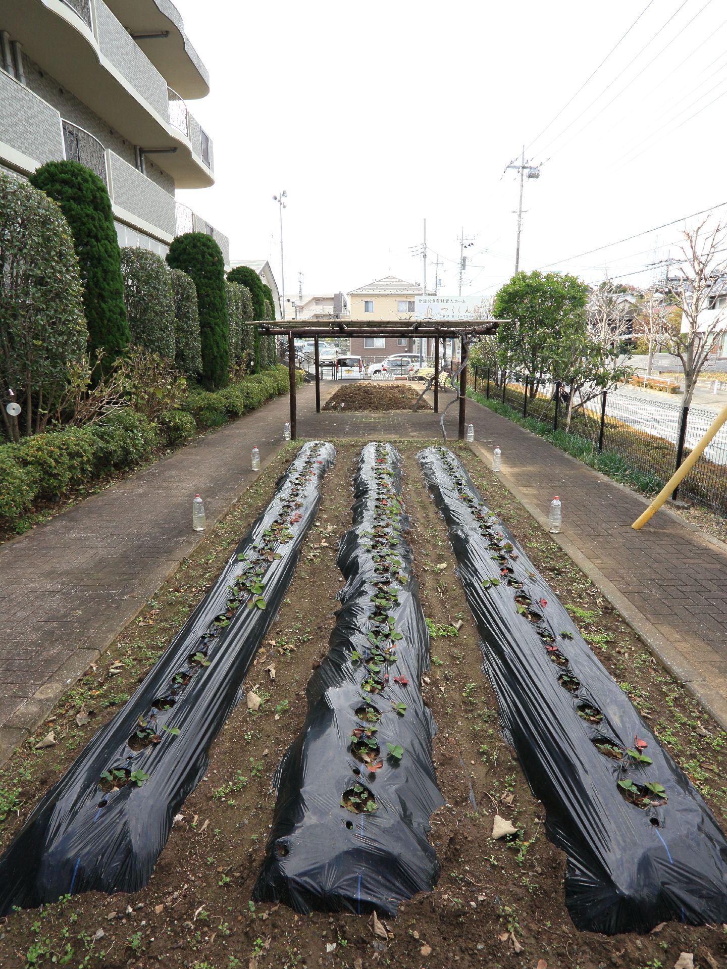 所有している農園では、施設での食事に使う食材を育てています。また、季節に応じて芋ほりなどのイベントを行い、交流に活かしています。