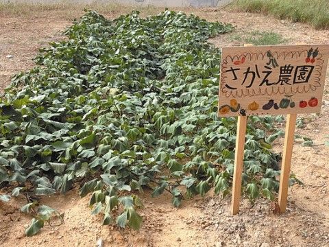 「サービス付き高齢者向け住宅 あんじゅ田原」の農園。自家製の野菜を育てている。
