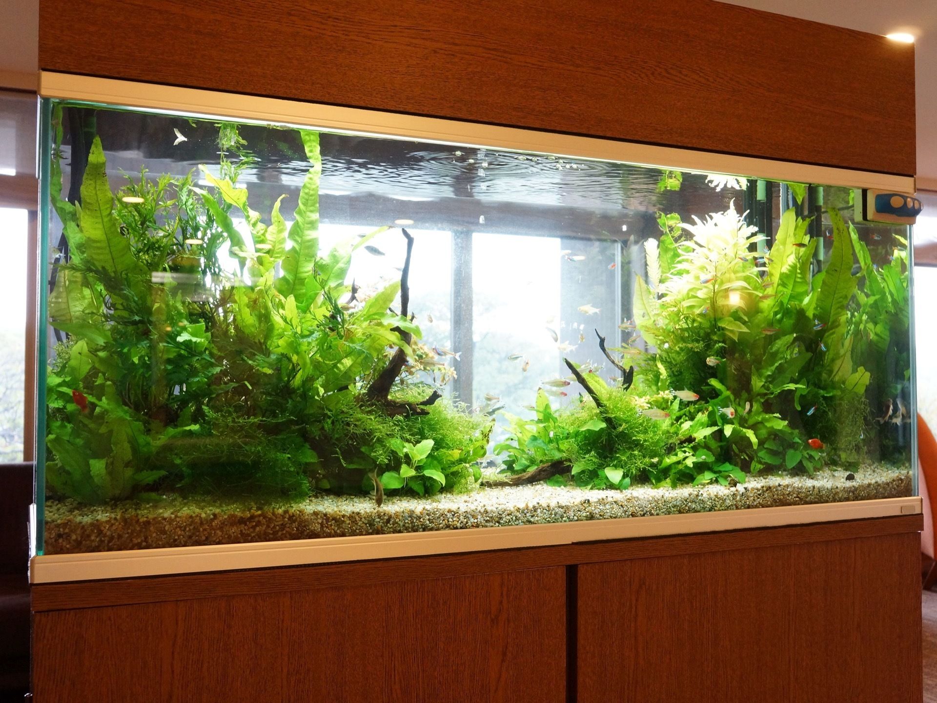 館内に設置している水槽の様子である。熱帯魚が泳ぐ水槽は、ご入居者様の心の癒しの役割を果たしている。外の光が差し込むと一層美しい。
