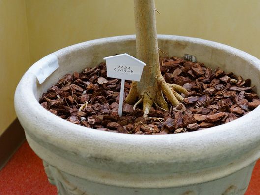 鉢植えと植物