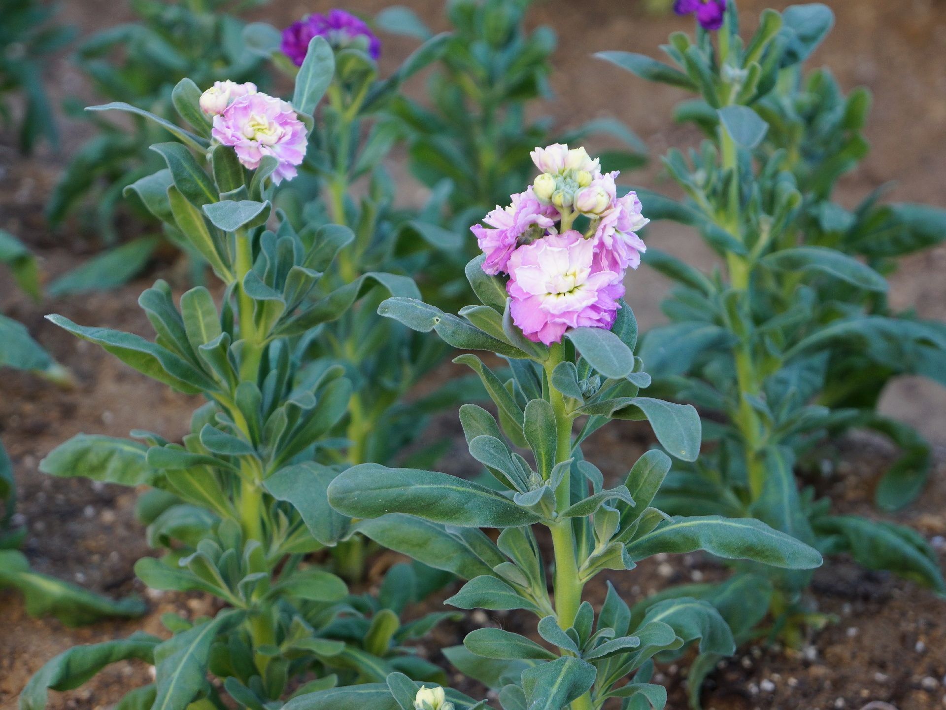 庭木や花が趣味の方が、花壇を整えている。そのため、スタンダードな花だけでなく個性的な植物も見ることがある。