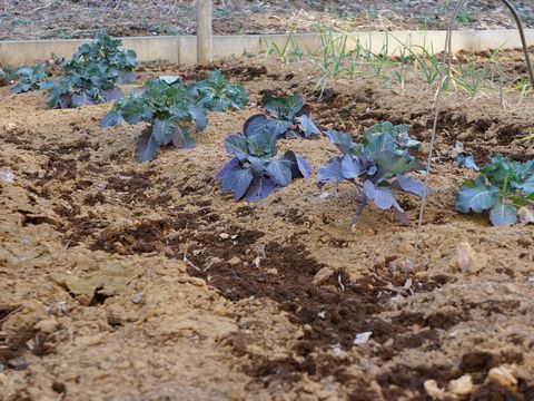 「ファミリア」の庭。季節の草花を育てている。
