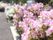 アスファルトで整備された一角に、ピンク色と白色の花が咲いた低木が植えられた植栽スペースが整備されている。