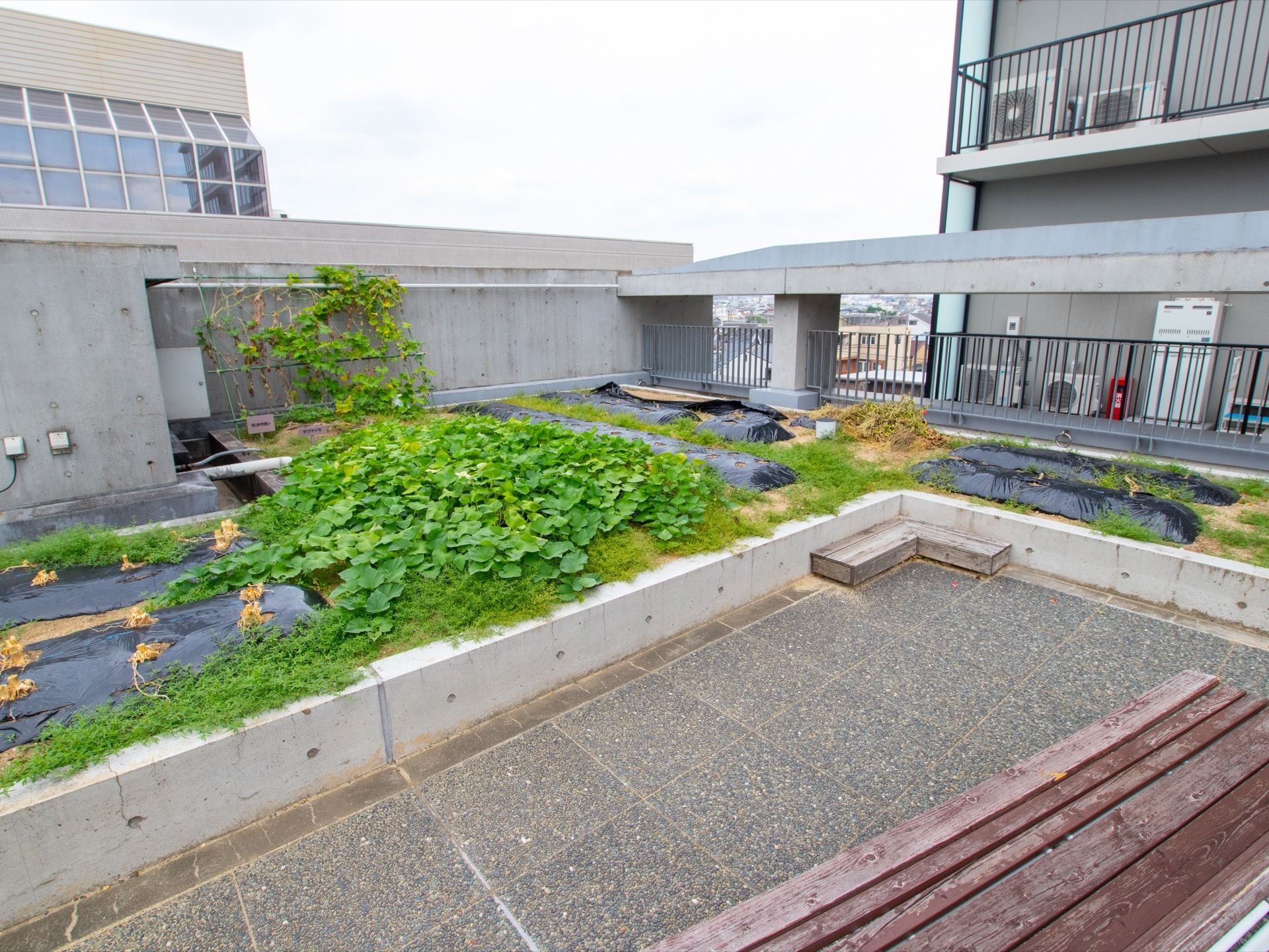 施設には屋上があり、菜園が設置されている。入居者様も野菜を自由に栽培し、収穫して食することも可能である。