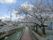 「ここから柏原」周辺の桜並木道 桜が満開に咲きほこる並木道は清々しい雰囲気を醸し出している