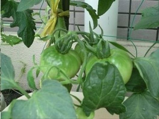 大きく成長した野菜