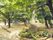 「ここから大枝公園」近くの大枝公園。公園は、緑でいっぱいなので地域の人たちからも愛されている。