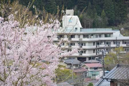 桜並木と建物の風景