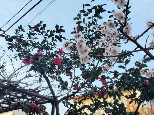 サンリビングたいようの自然2