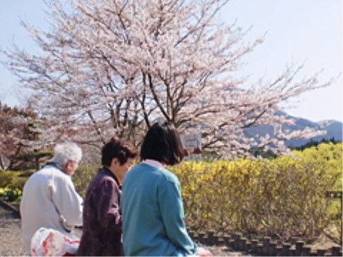晴れた屋外に桜の木があり、近くで会話を楽しむ三名の人の姿