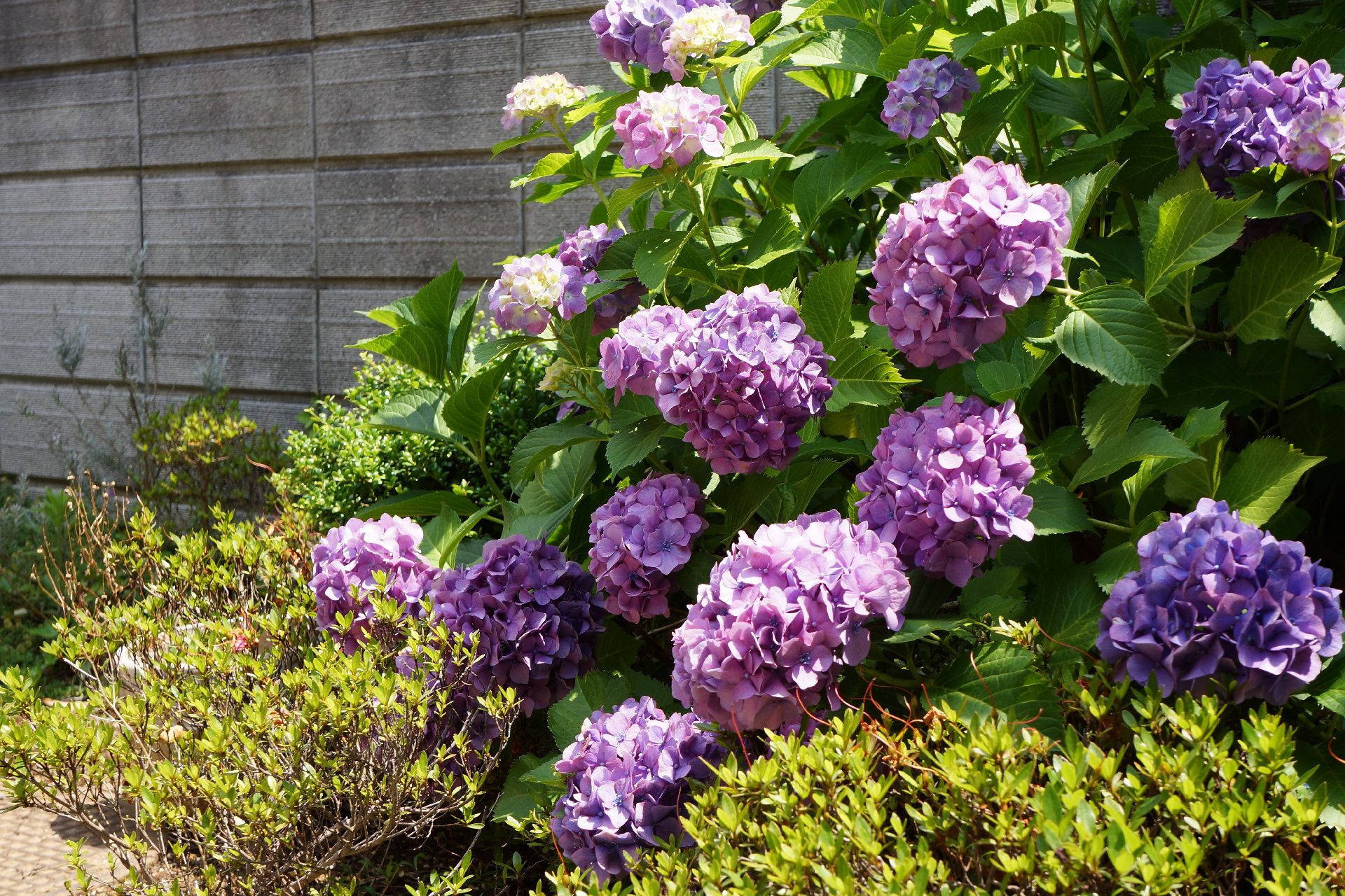紫の花が咲く紫陽花