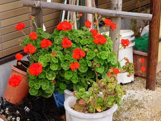 気持ちを前向きにする観葉植物