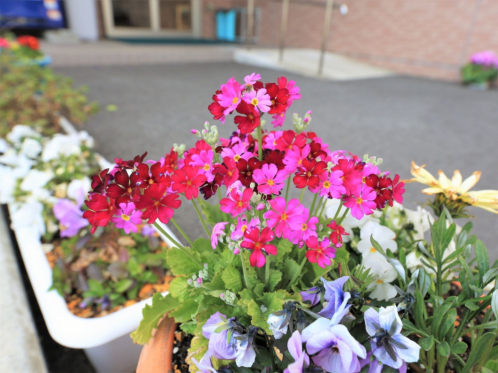 玄関前に置かれたプランターや植木鉢に、色とりどりの季節の花が咲いている。玄関に向かっていくつものプランターが並んでいる。