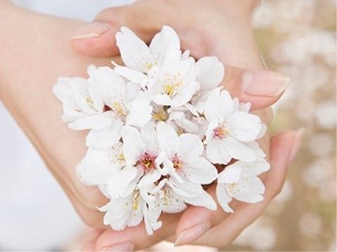 地面に落ちている桜の花びらと、両手いっぱいに握られた桜の花