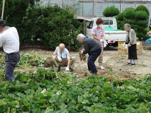 職員に見守られながら、畑で野菜を収穫する入居者たち