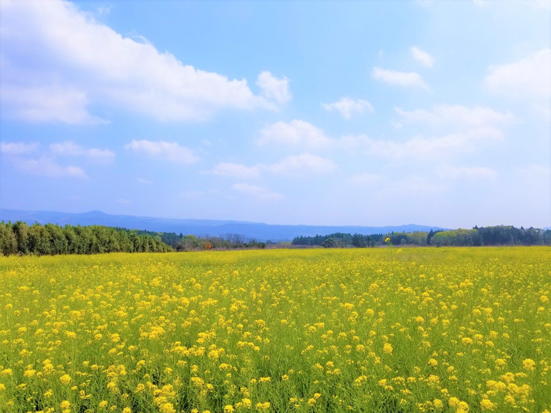 広がる黄色い花畑