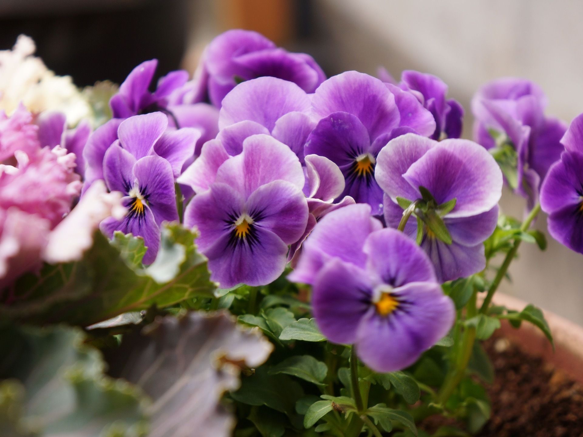 小さな花の寄せ植え。共有スペースで育てられ、四季折々の花を咲かせている。さまざまな種類の観葉植物もある。