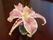 テーブルの上には、お花が一輪生けられた小さな花瓶が置かれている。小まめに季節のお花を生け、入居者様の心も癒している。