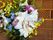 色とりどりのさまざまな種類の花が飾ってある。白をメインとし、黄色やピンクなどを用いているため明るい印象である。