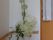 グループホーム花物語みやまえナーシングのお花。観葉植物やお花を置くことでリラックスできる空間を作っている。