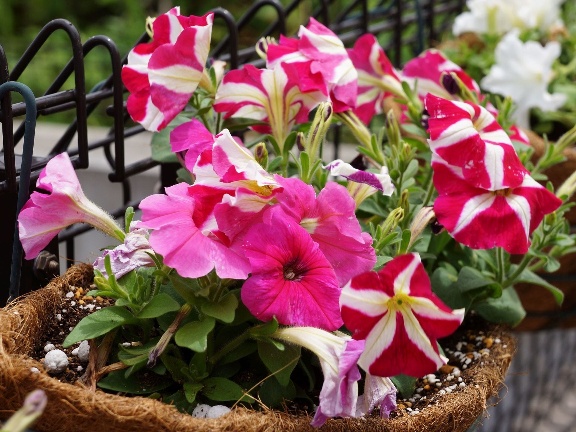 ヤシプランターにペチュニアが植えられている。ピンク系の花の鉢とホワイト系の花の鉢がセンスよく配置されている。