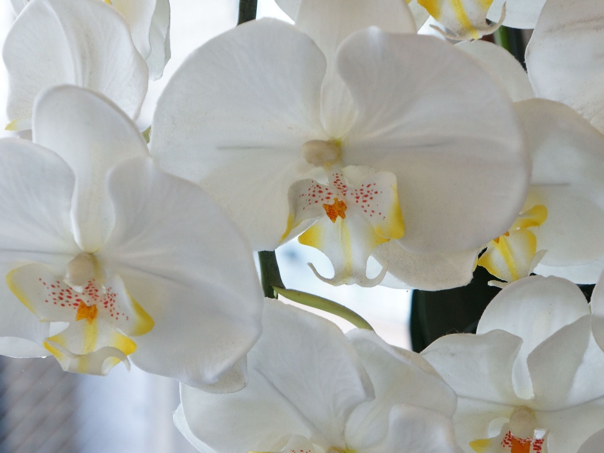 施設内に飾られている植物の中の１つが鮮やかに咲き誇っている。白色の花びらに明るい色合いの雄しべが組み合わさった花である。