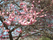 満開の桜の木