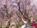 桜を楽しむ様子