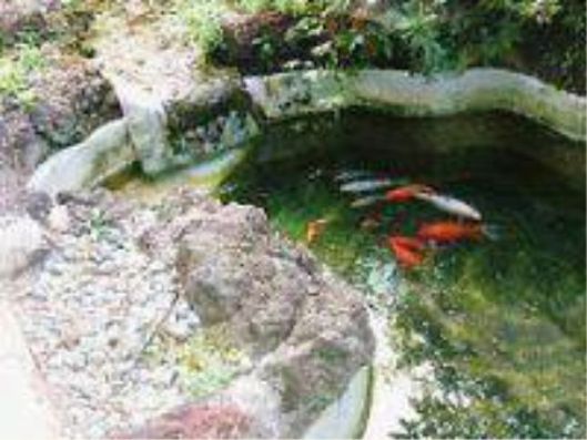 お池