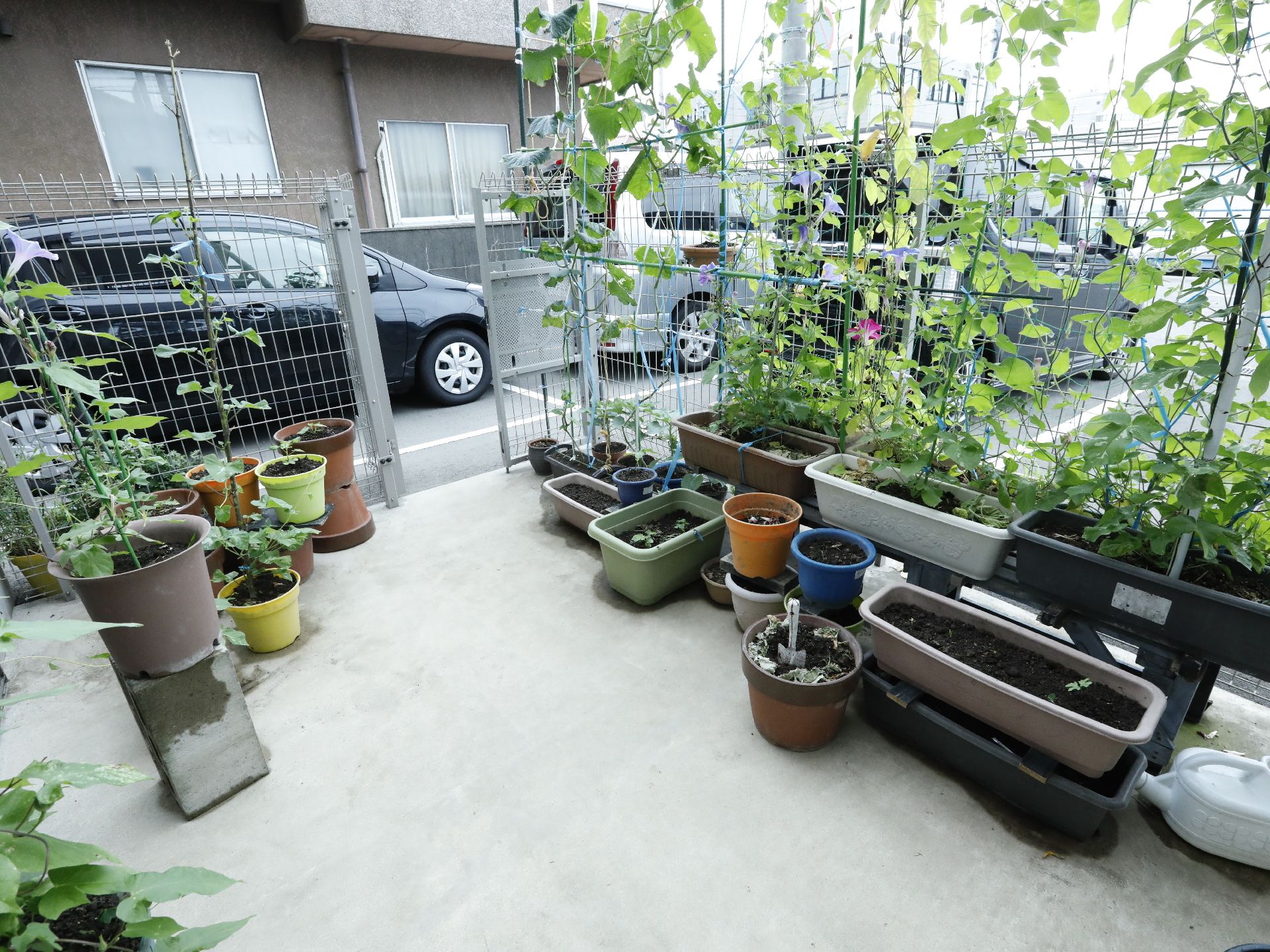 植木鉢に植えられた緑の観葉植物がある庭の外側のエリアには、駐車場に何台かの車が停まっている様子が見える。