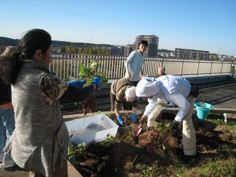 施設の屋上菜園で育てた野菜を収穫するご入居者様やスタッフ