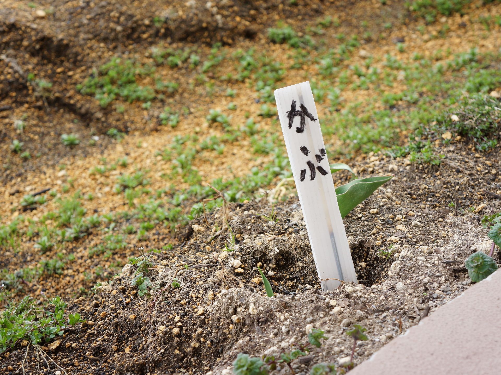 4階建ての建物の最上階にある屋上菜園では、かぶなど四季折々の野菜作りを小さなスペースで手軽に楽しめる。