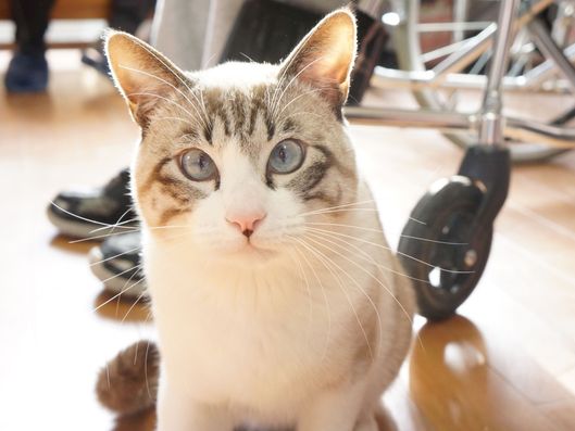 猫