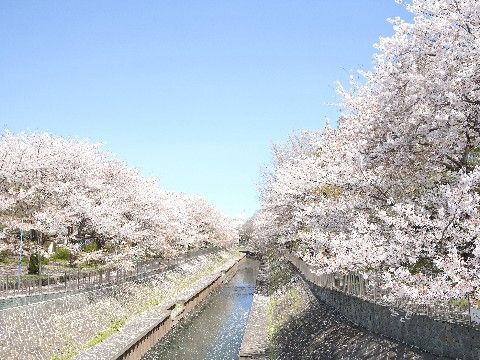 青空の下に満開の桜並木があり、花弁が川面に散っている様子