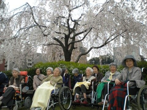 大きな満開の枝垂れ桜の下に入居者様が揃っている。防寒対策もしっかりしており、膝掛けに毛布を利用している。