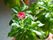 鮮やかなピンク色の花びらの植物が今にも咲きそうである。やわらかな光が当たり、きれいである。多くの植木鉢を置いている。