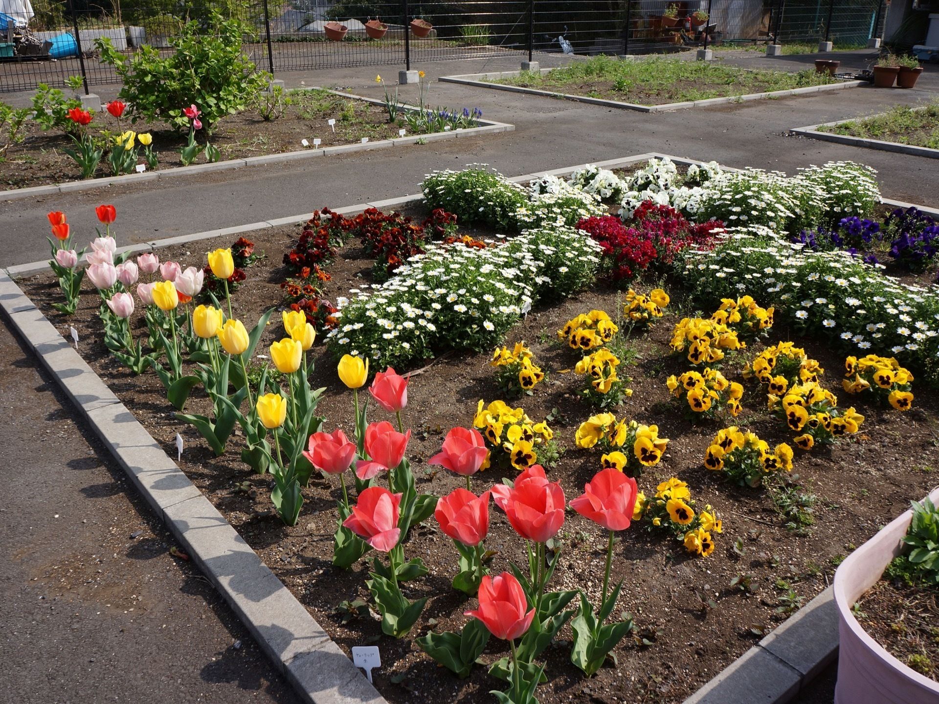 ４つのブロックごとに花が植えられており、チューリップが見ごろとなっている。パンジーやカモミールも咲いている。
