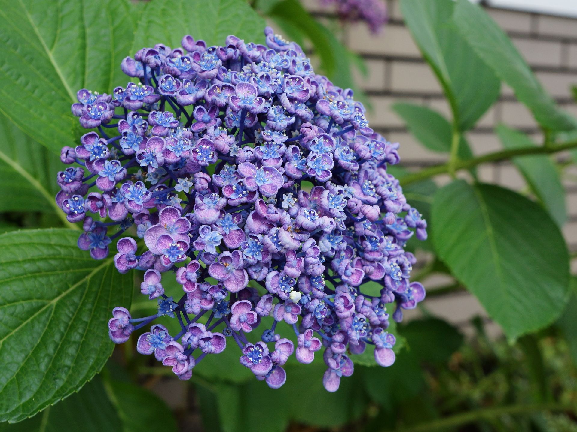 施設の入り口に咲くアジサイの花。梅雨の季節になると色とりどりのキレイな花を咲かせ、訪れる人を楽しませる。