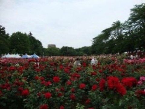 赤やピンク色の花がたくさん咲いている公園。奥には白いテントが立ち並んでいる。大勢の方が花を楽しみながら散策をしている。
