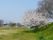 緑の芝生に、満開の桜の木。施設の近くには大きな川が流れていて、川のほとりには桜の木が植えられている。